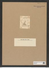 Aulacodiscus kittonii Arn. (de-Toni-Nr.: Genus 182, Species 4561) Zeichnungen Sammlung Grunow Nr. 8176 (NHMW-BOT-W0377548)